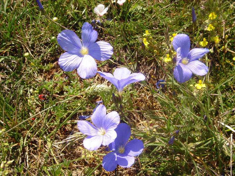 Linum sp en fleurs dans un habitat ensoleillé en Espagne
